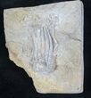Phanocrinus Crinoid From Alabama #20735-1